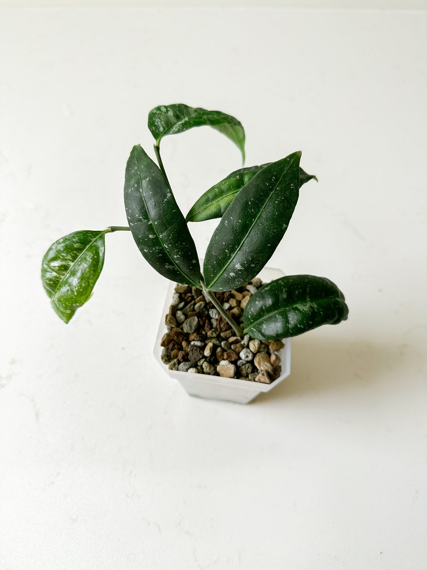 Hoya amicabilis