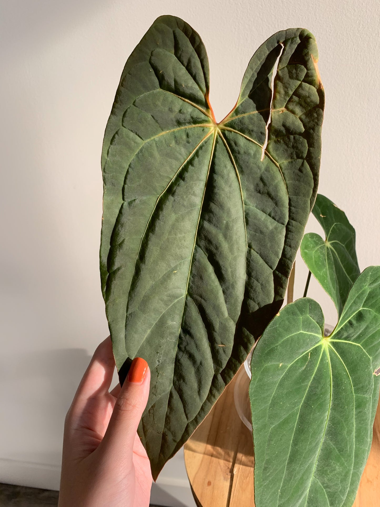 Anthurium papillilaminum ‘X-One’ SEEDLING