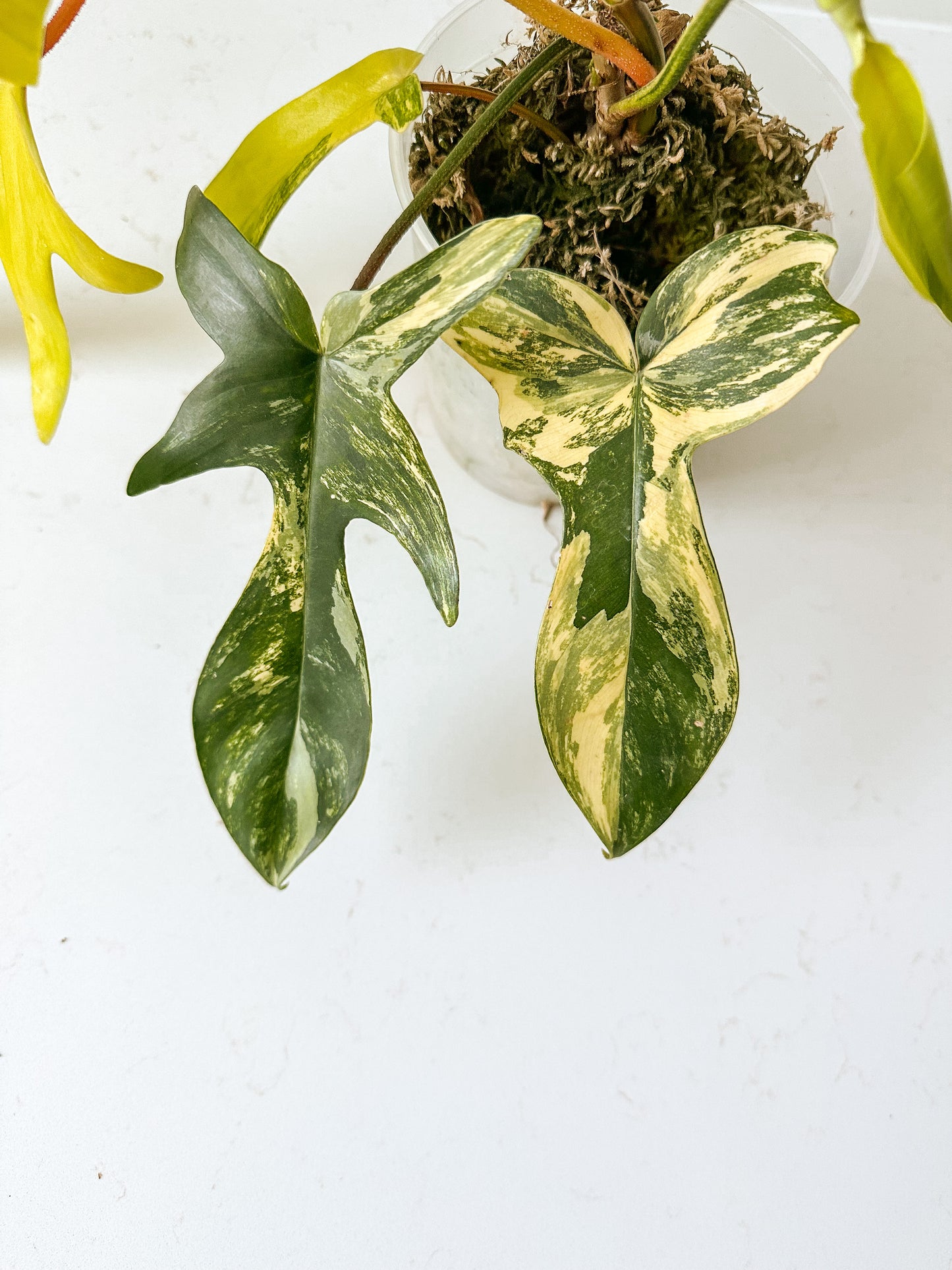 Philodendron Florida Beauty