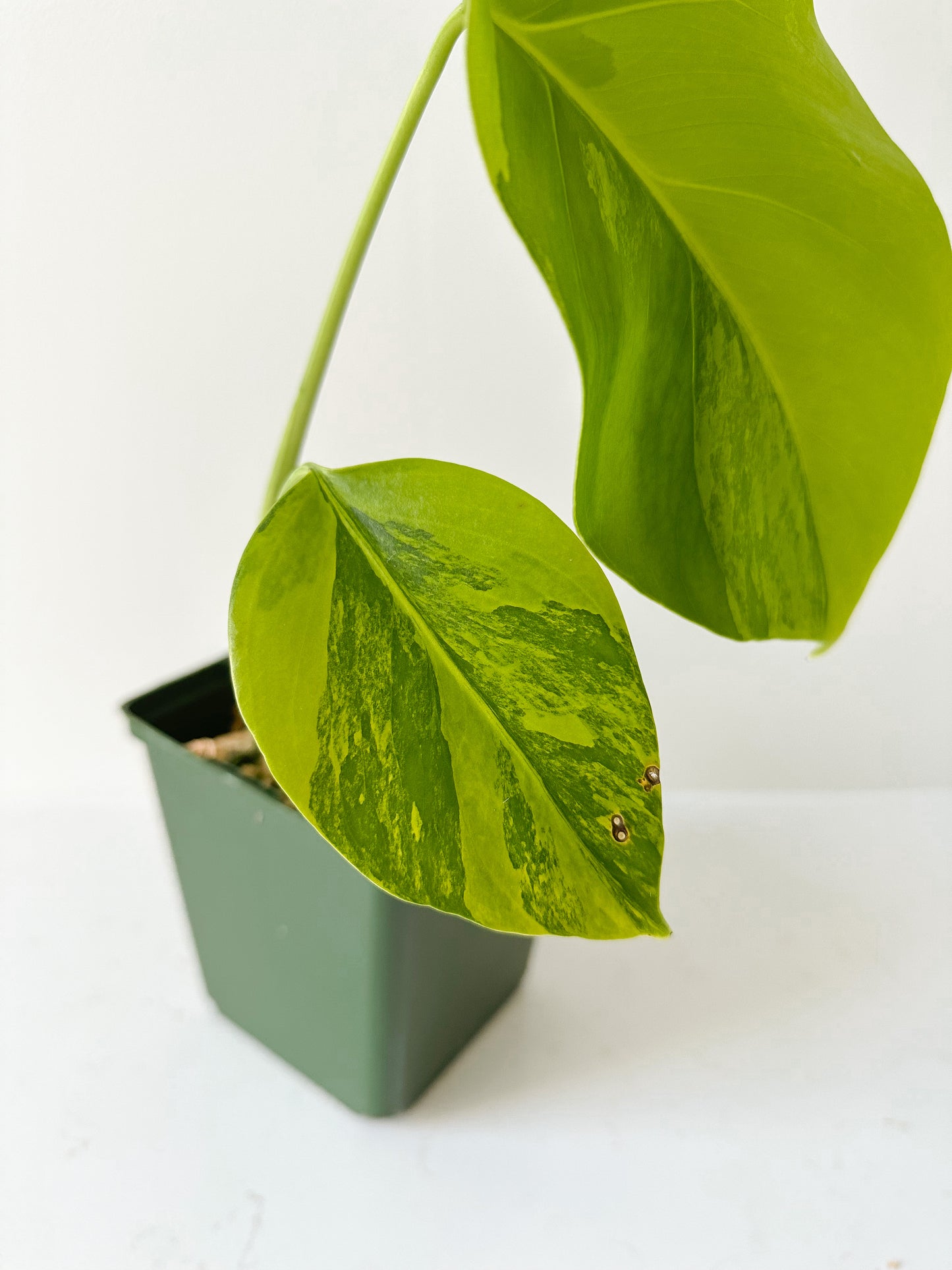 Monstera Deliciosa aurea
