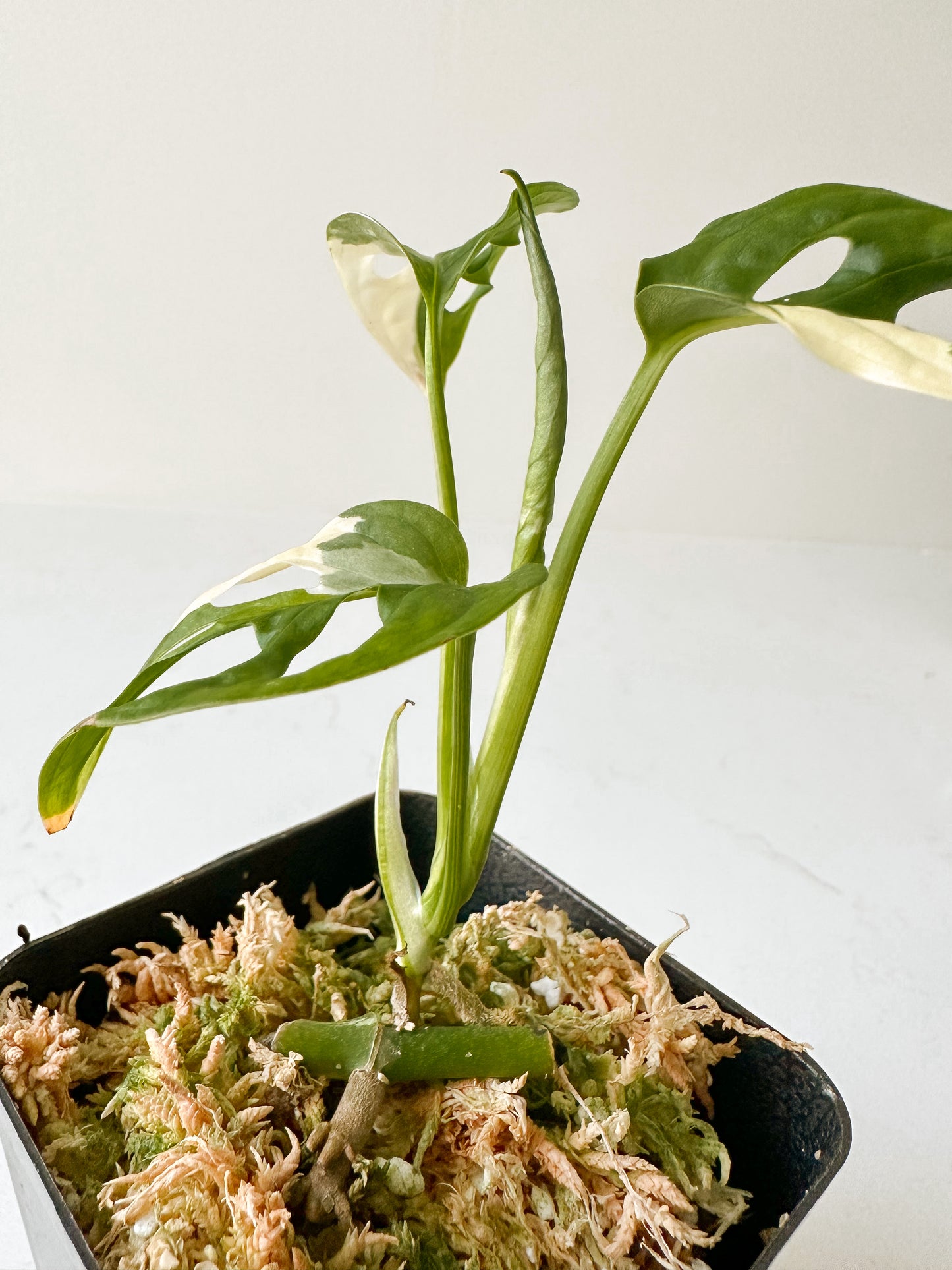 Monstera Adansonii variegated (tricolor)