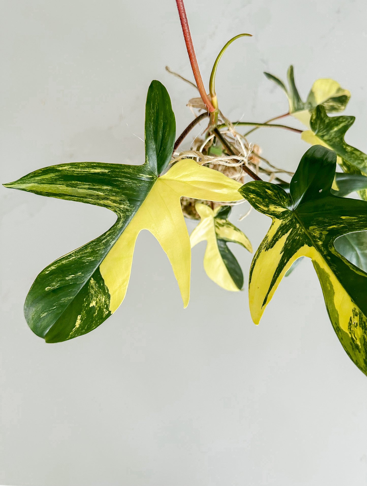 Philodenron Florida Beauty