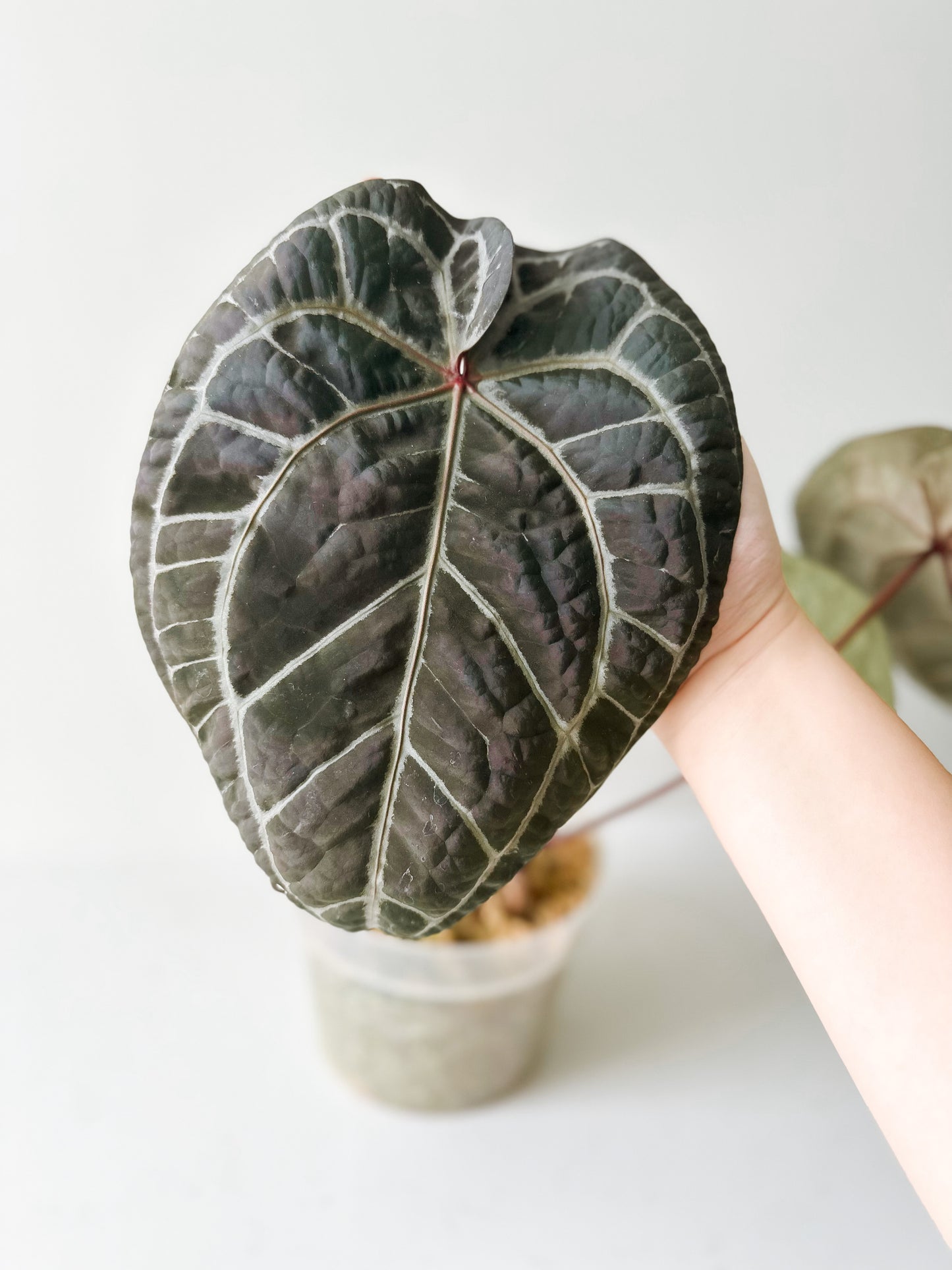 Anthurium Zara x Michelle