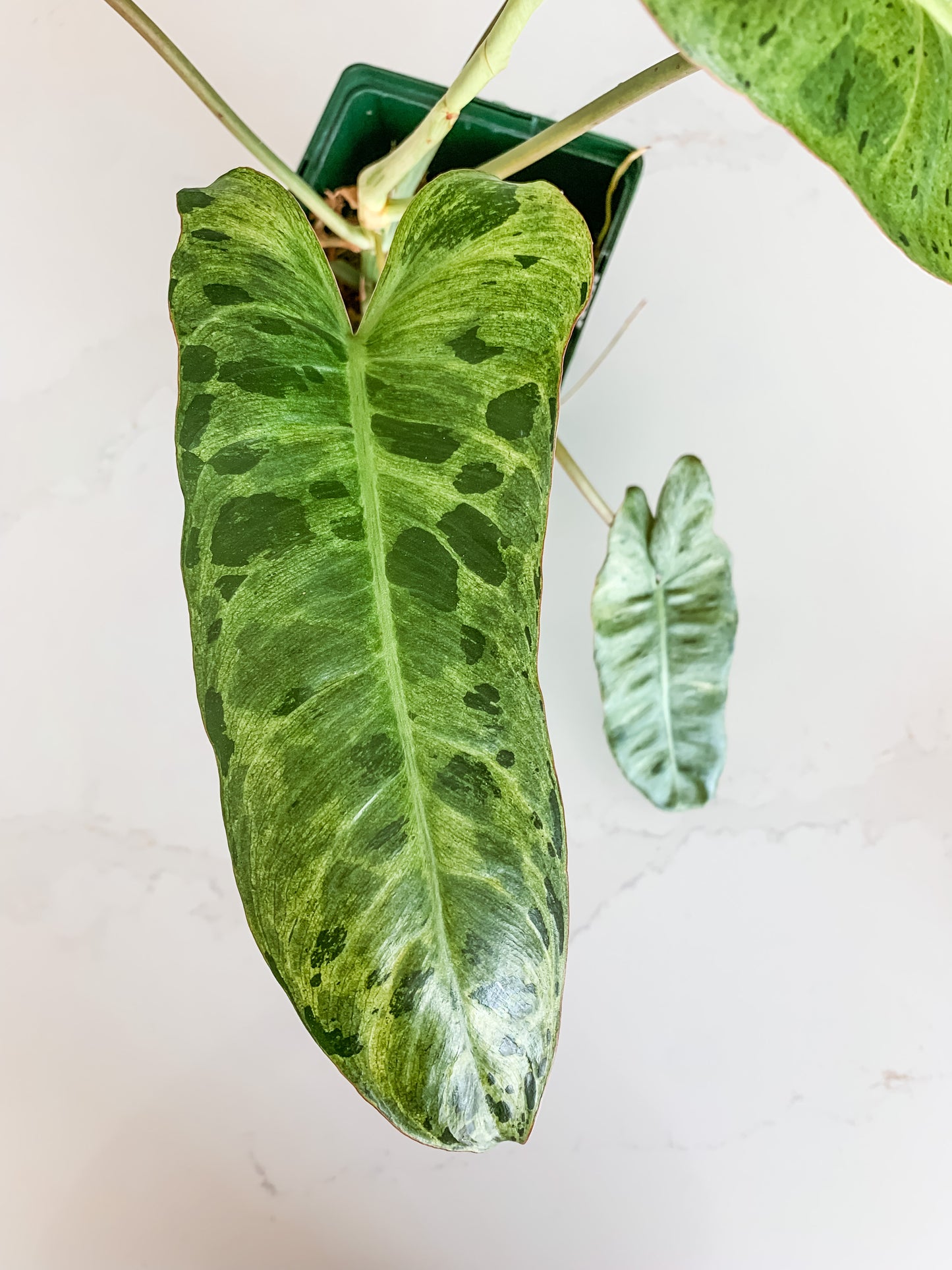 Philodendron Paraiso Verde