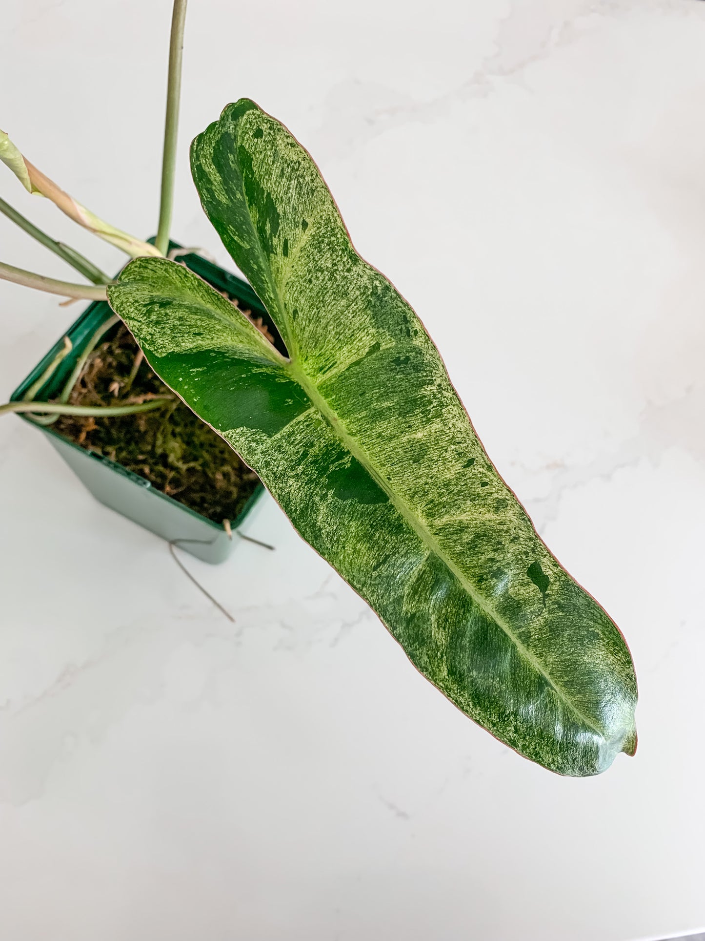 Philodendron Paraiso Verde
