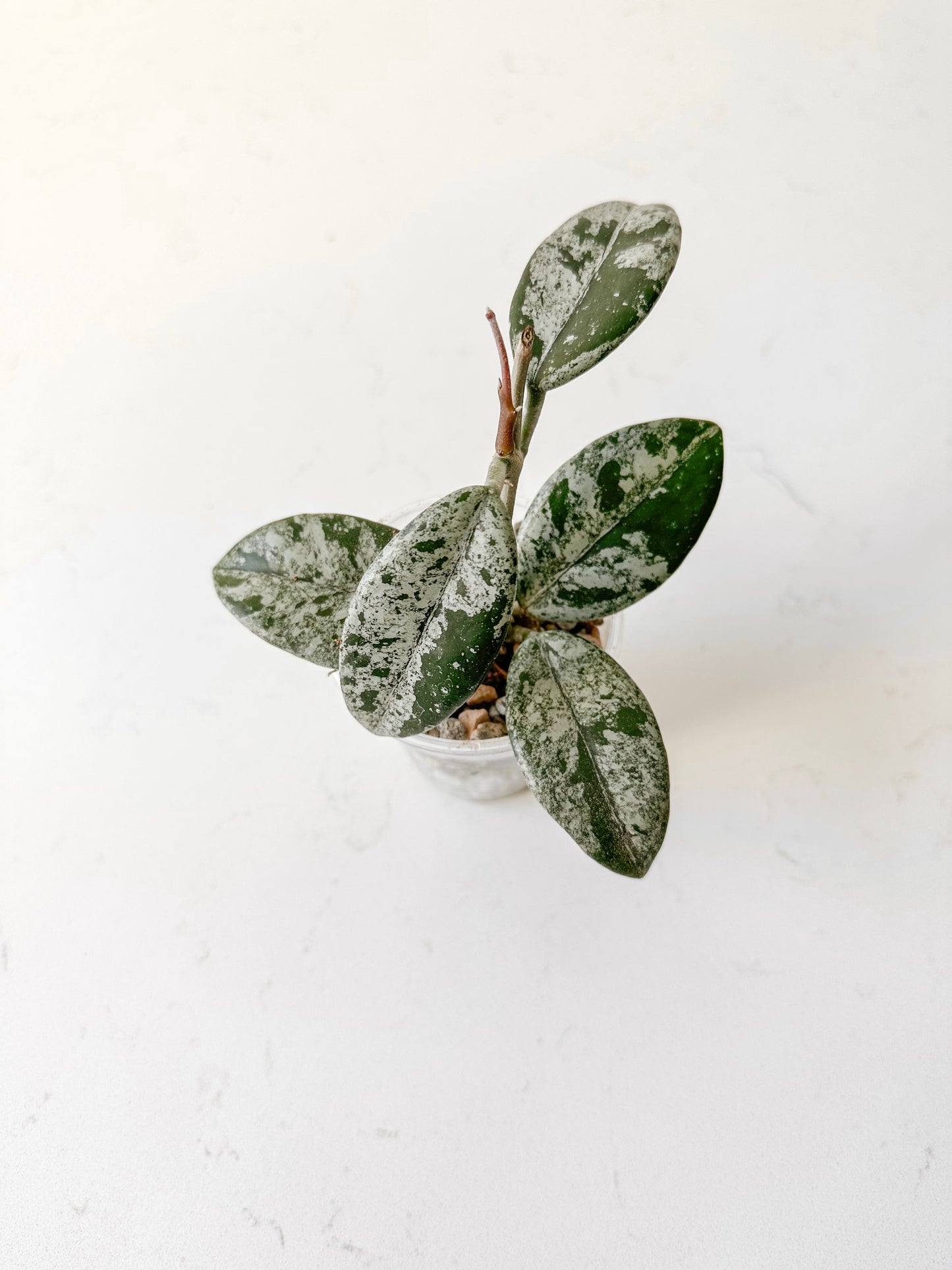 Hoya carnosa ‘Wilbur Graves’