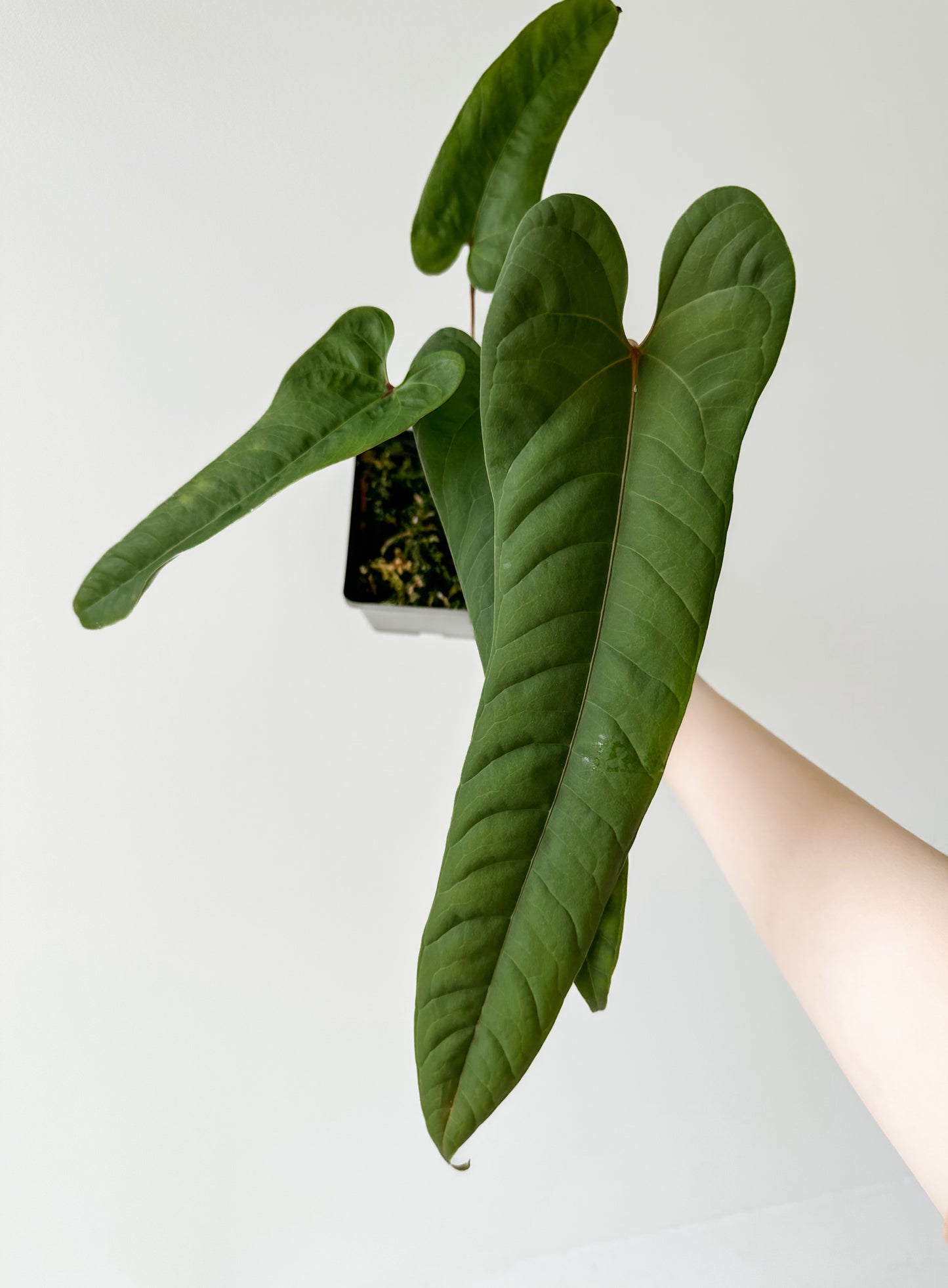 Anthurium Ecuadorensis