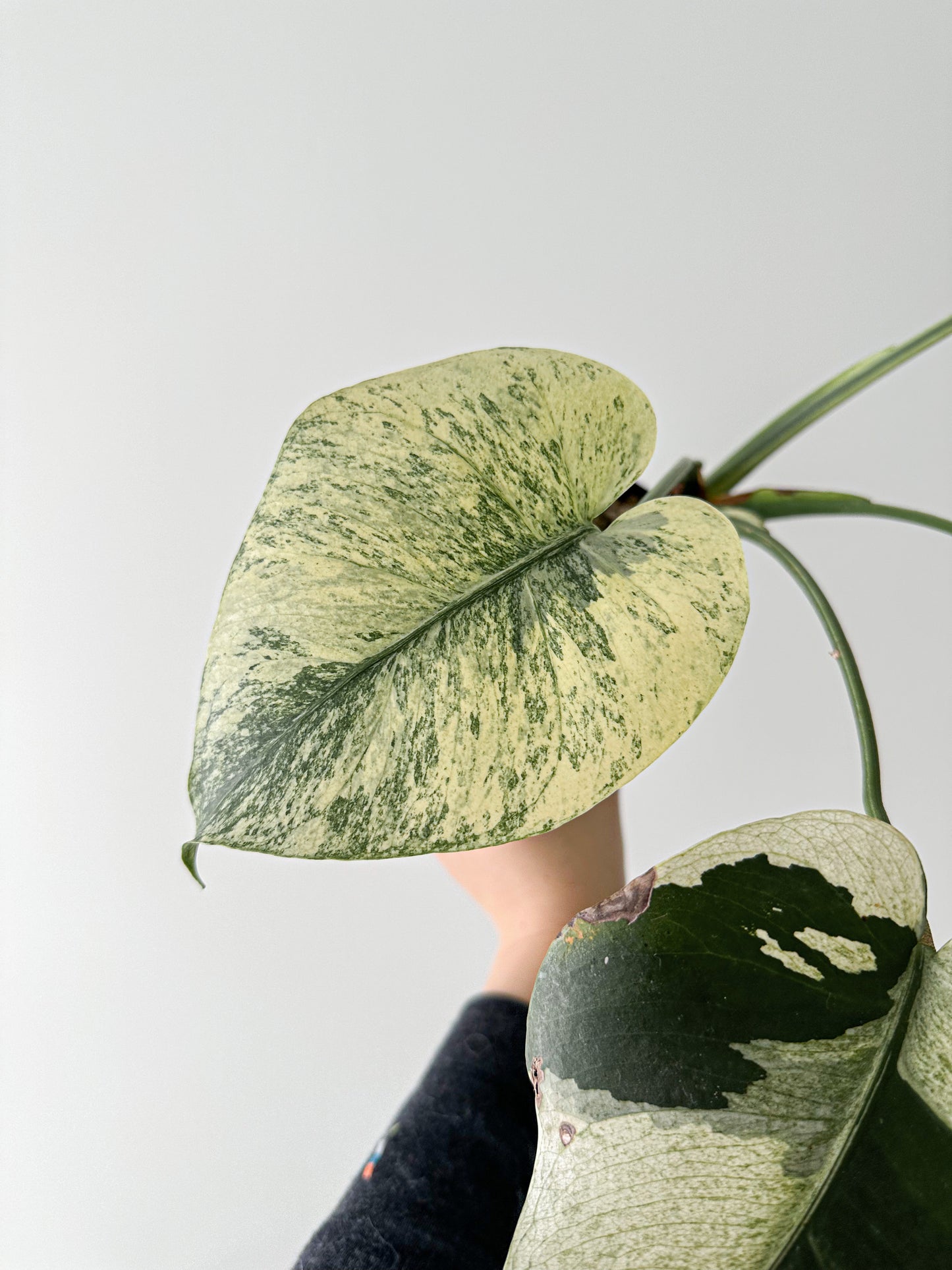 Monstera noid ‘Mint’