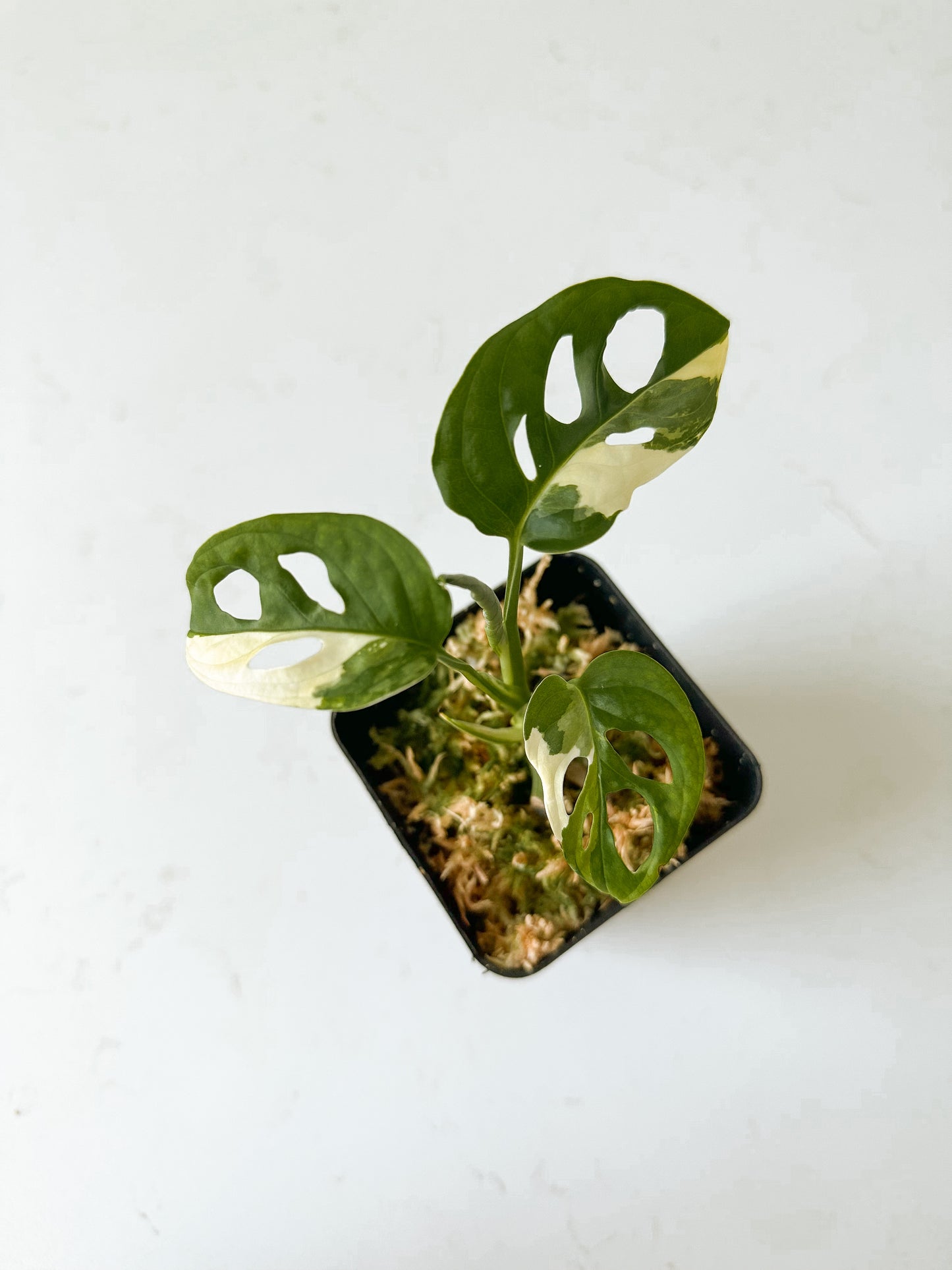 Monstera Adansonii variegated (tricolor)