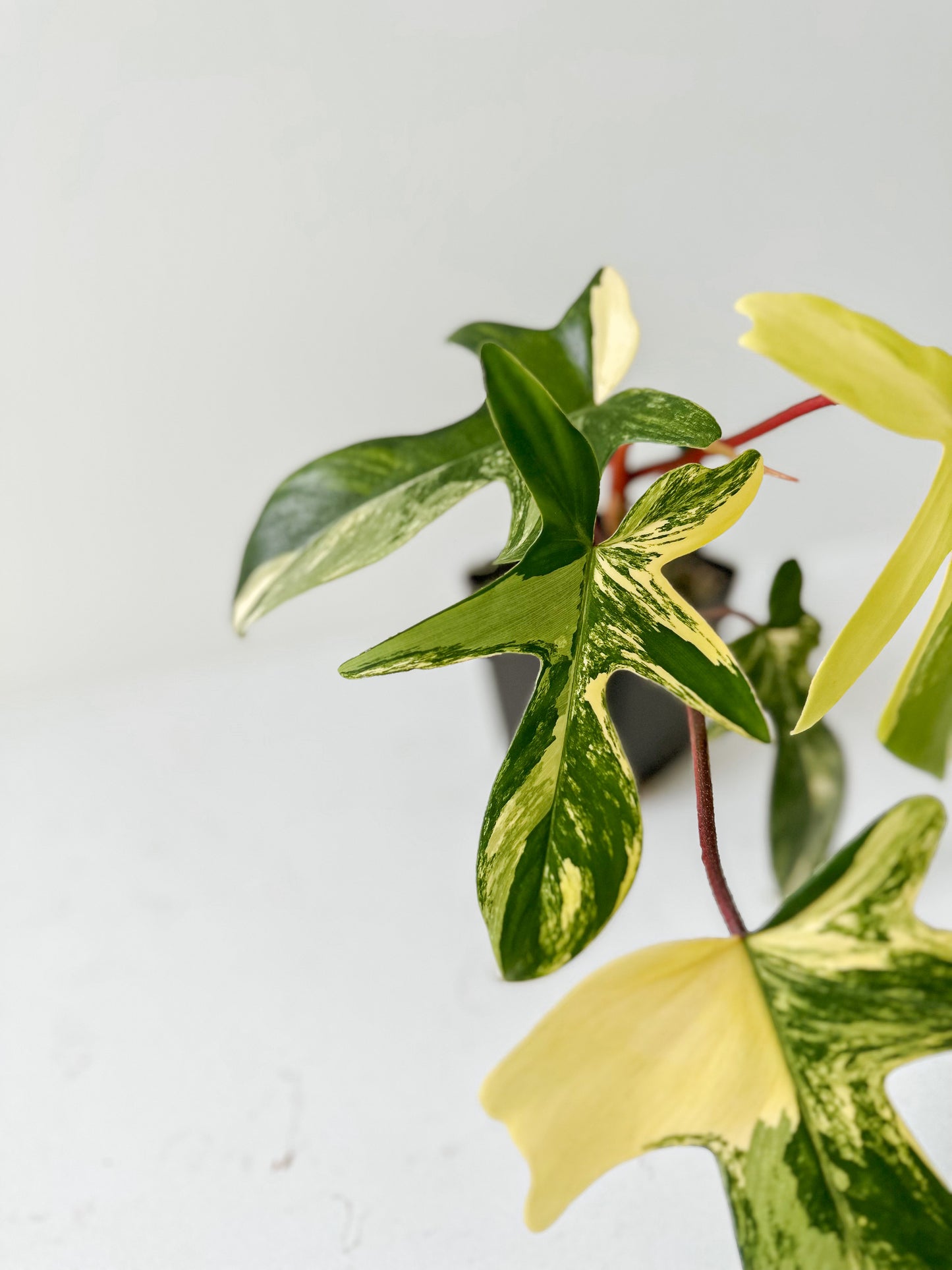 Philodendron Florida Beauty