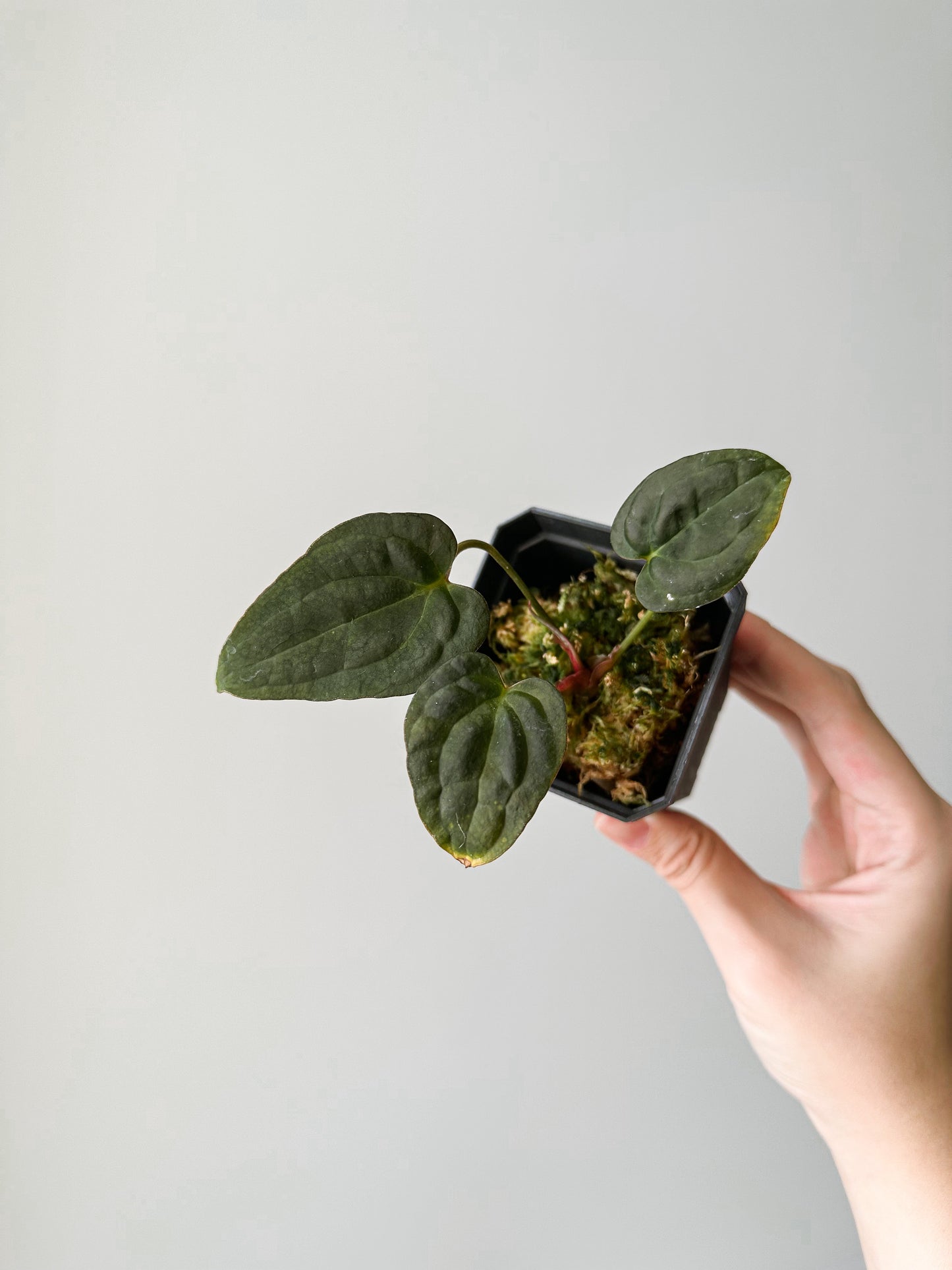 Anthurium papillilaminum ‘X-One’ SEEDLING