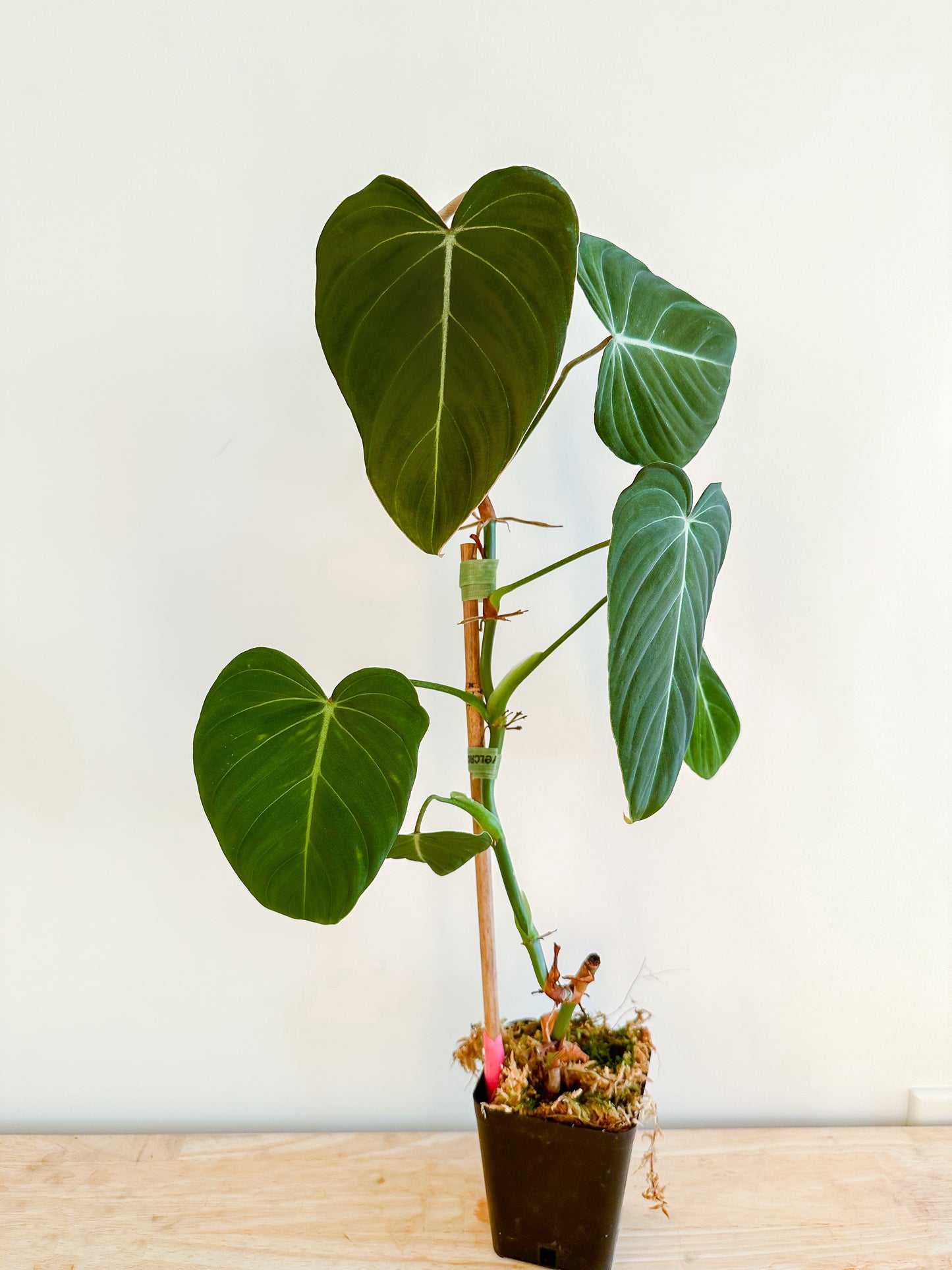 Philodendron Glorious (Gloriosum x Melanochrysum)