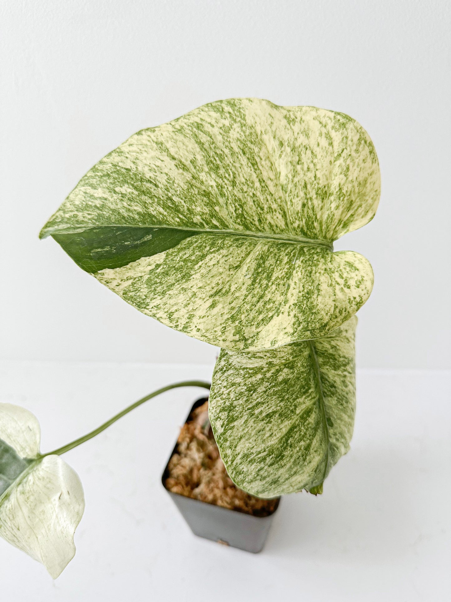 Monstera NOID ‘Mint’