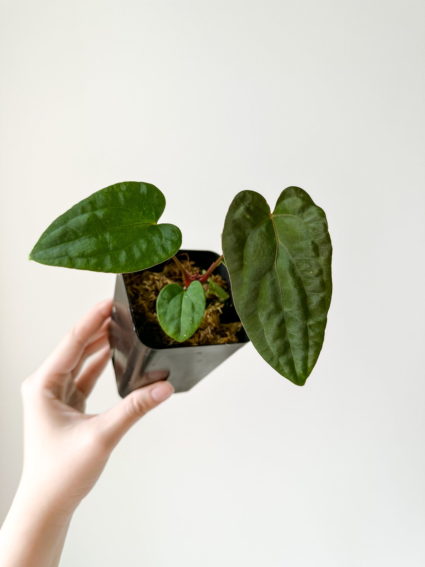Anthurium papillilaminum (Ree Gardens) x papillilaminum (long & long bullet)