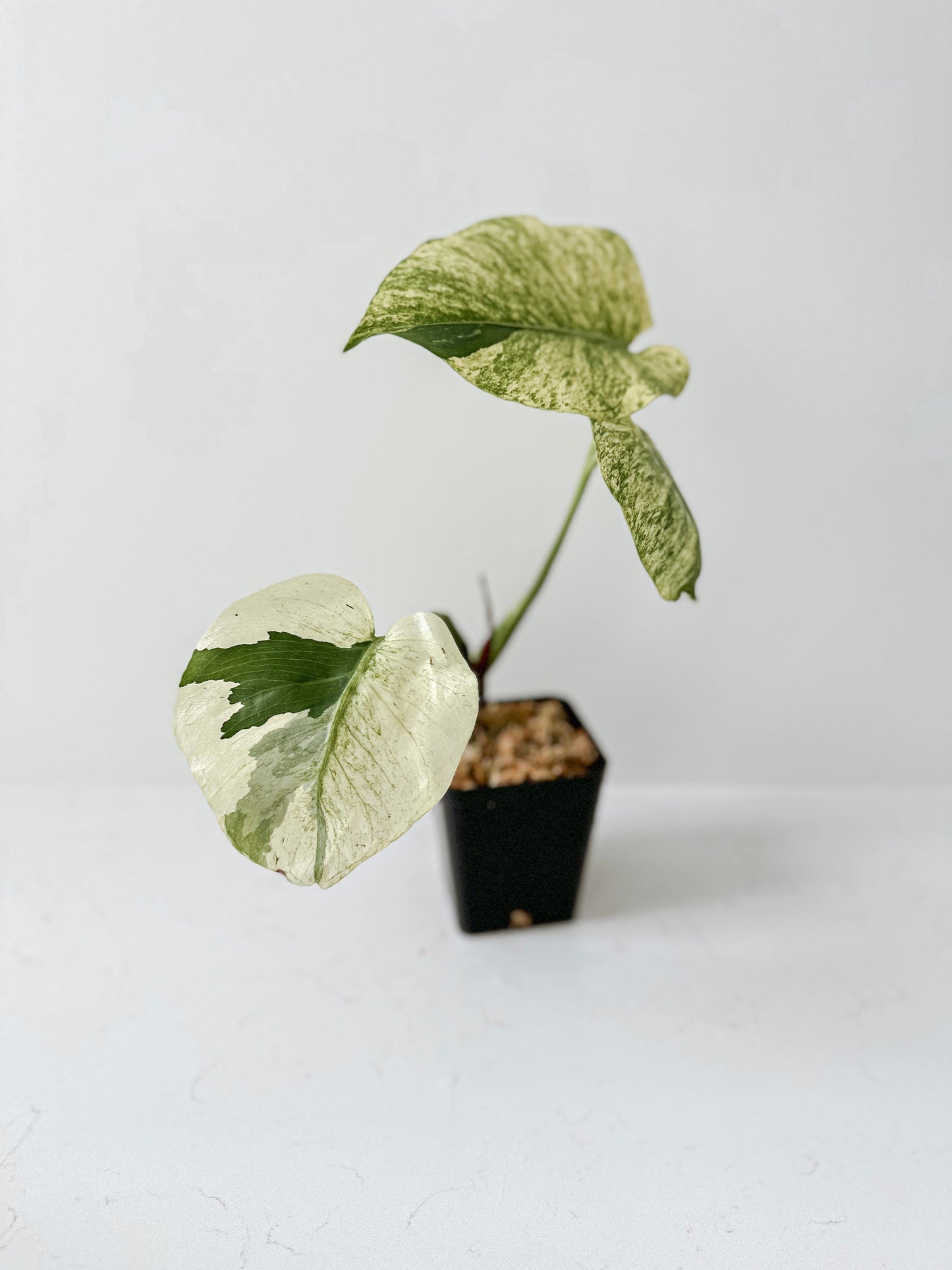 Monstera NOID ‘Mint’