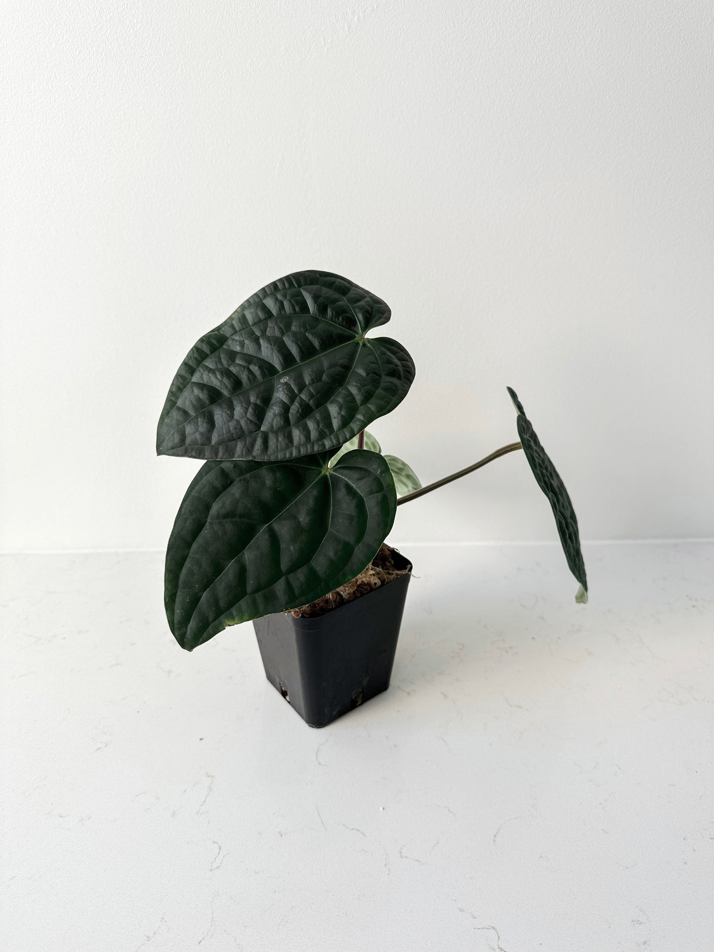 Anthurium Crystallinum x Luxurians