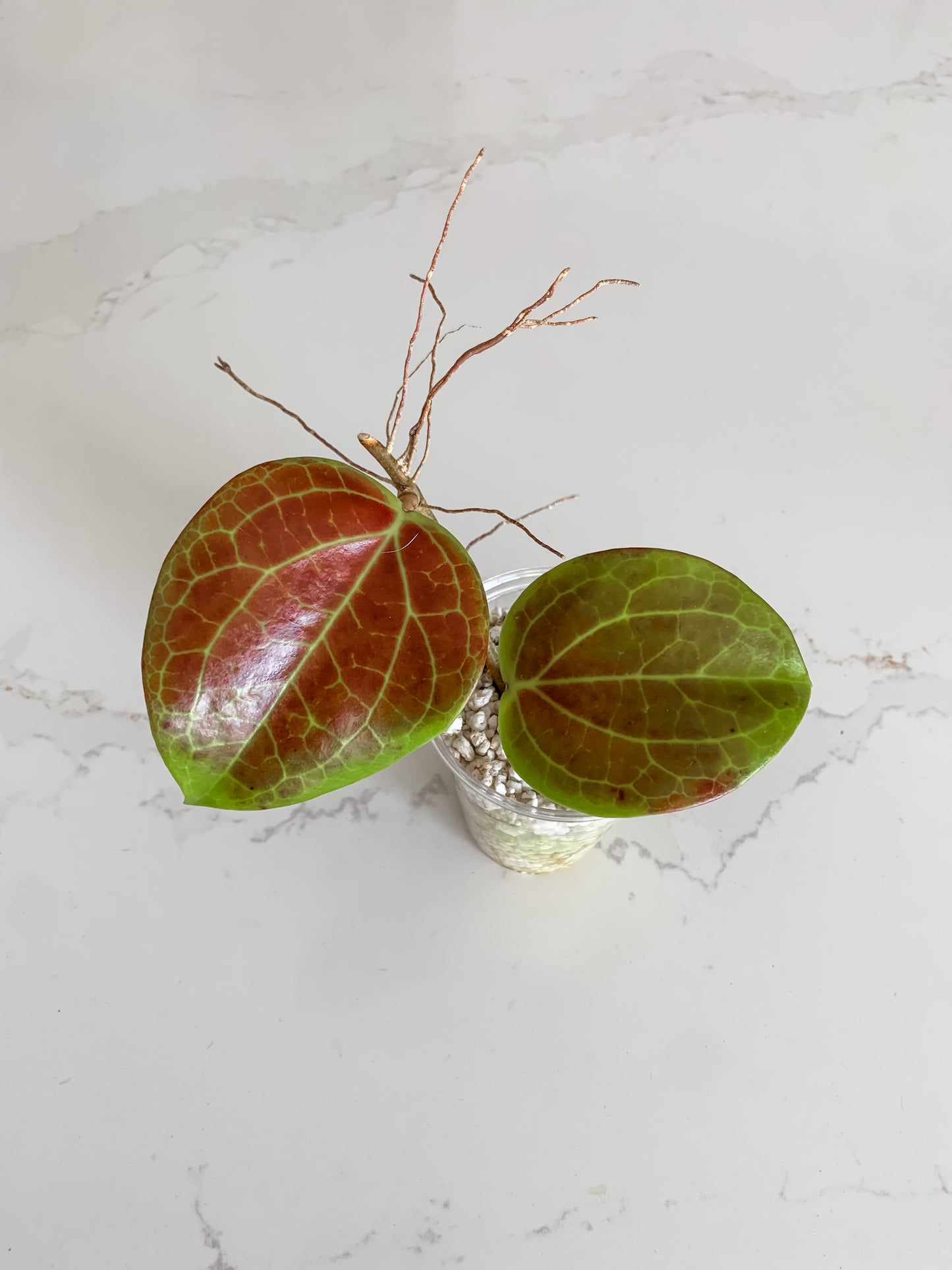 Hoya Surigaoensis