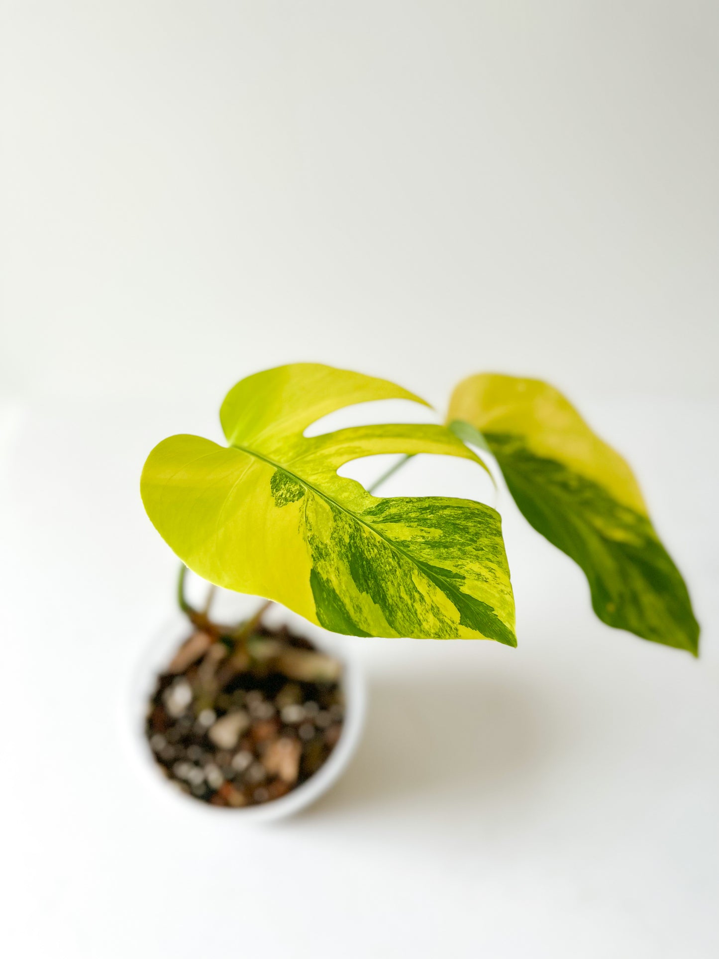 Monstera Deliciosa aurea