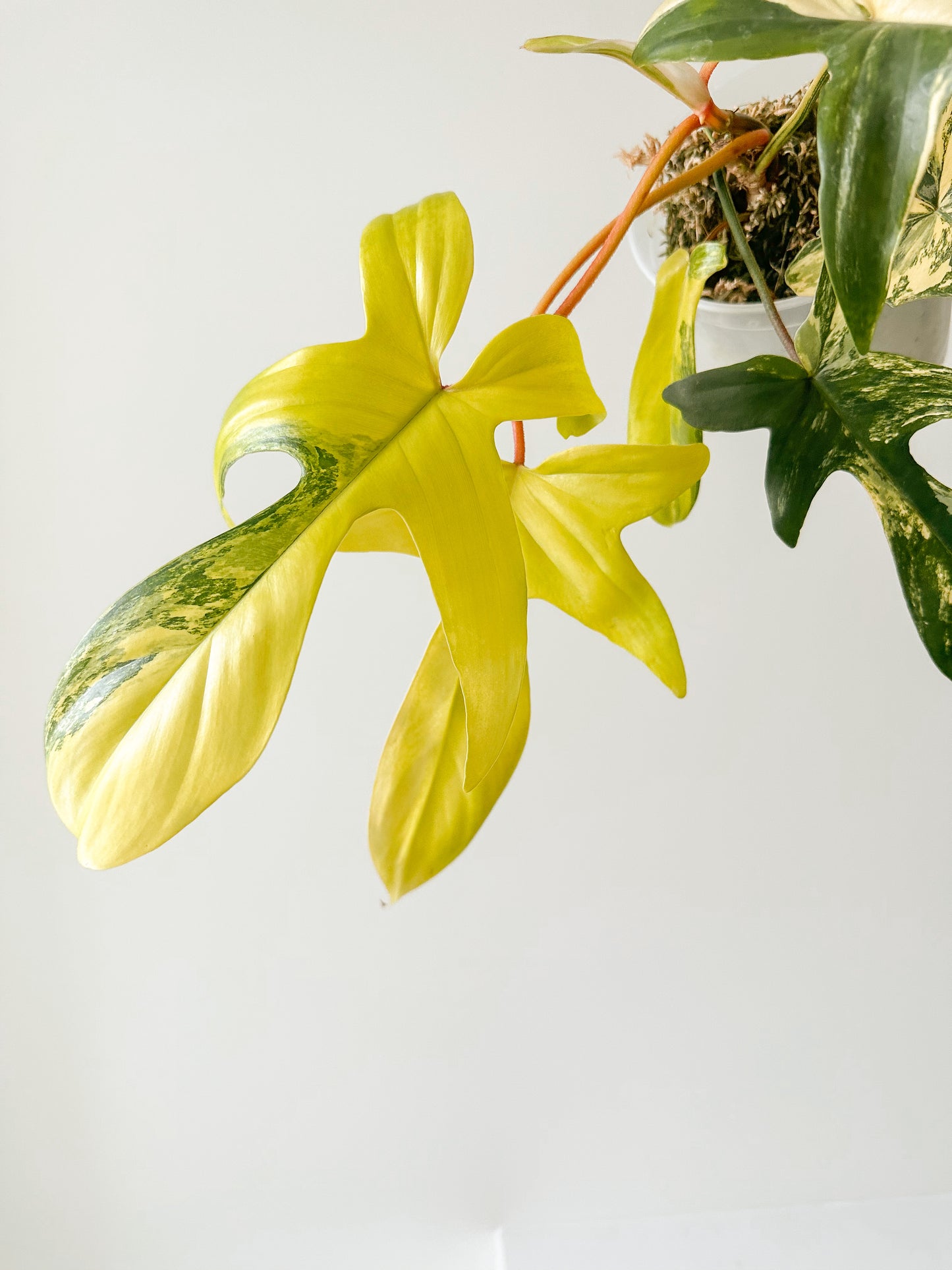 Philodendron Florida Beauty