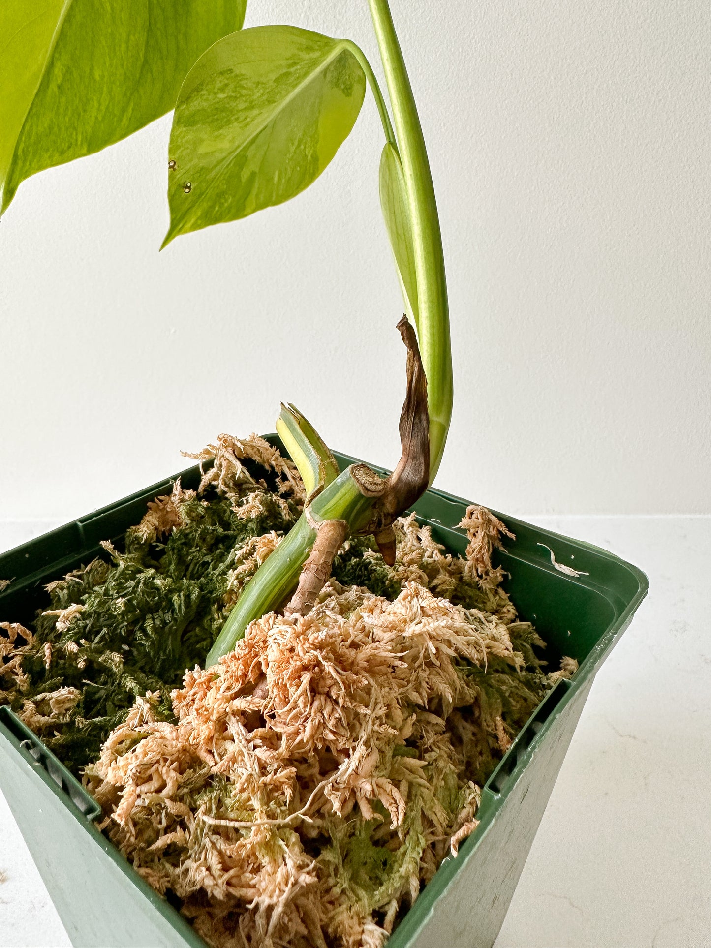Monstera Deliciosa aurea