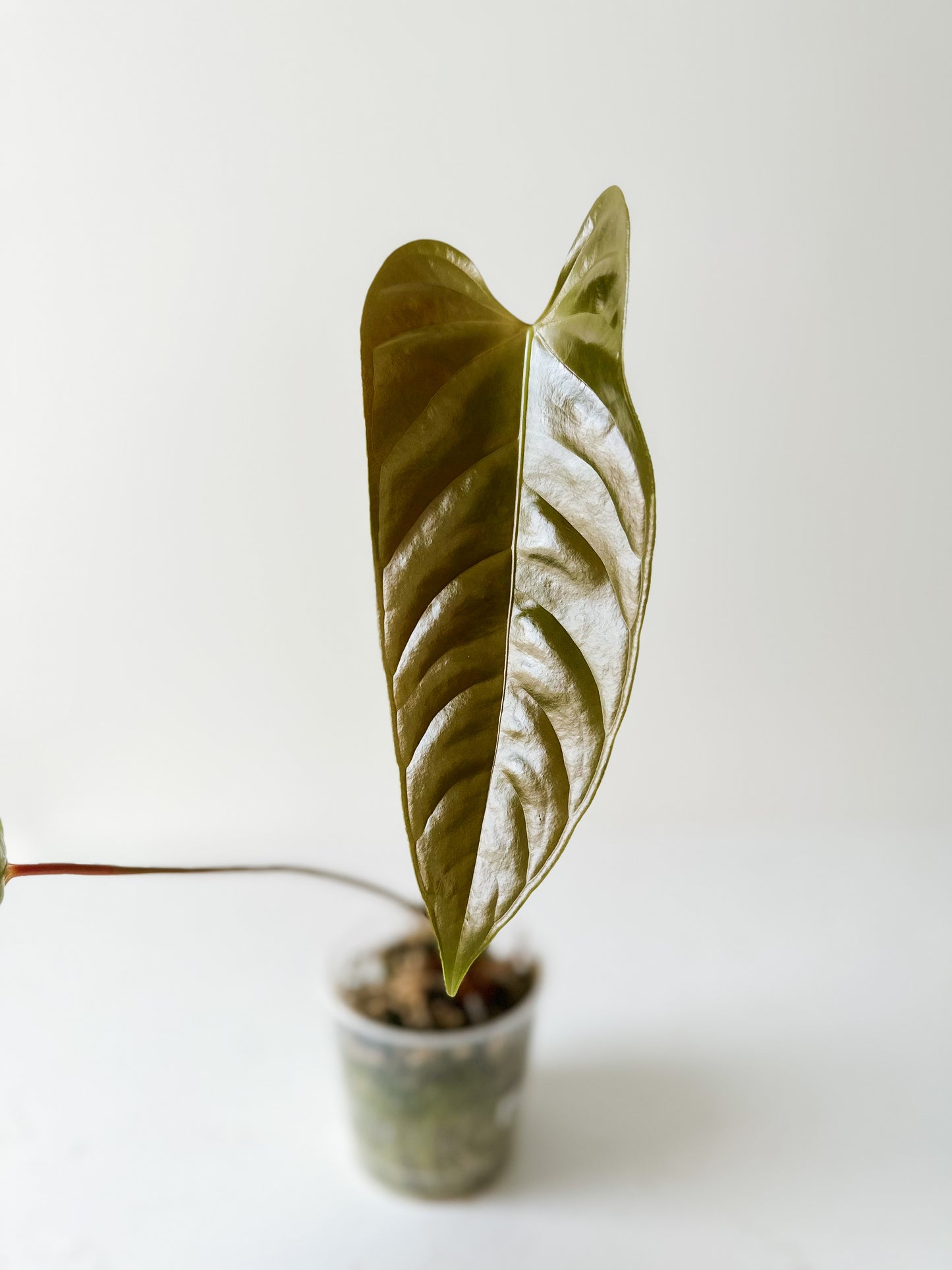 Anthurium cf Calense