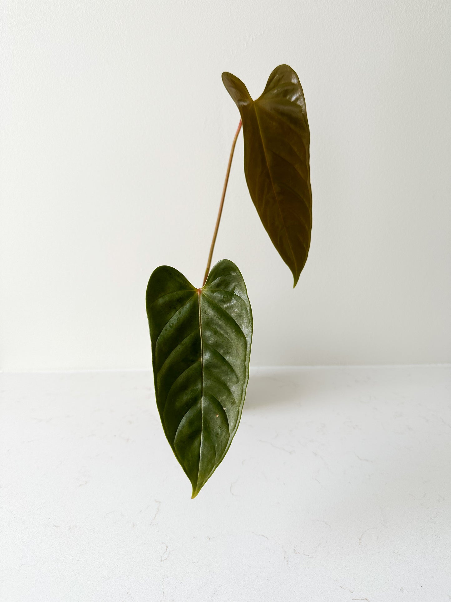 Anthurium cf Calense