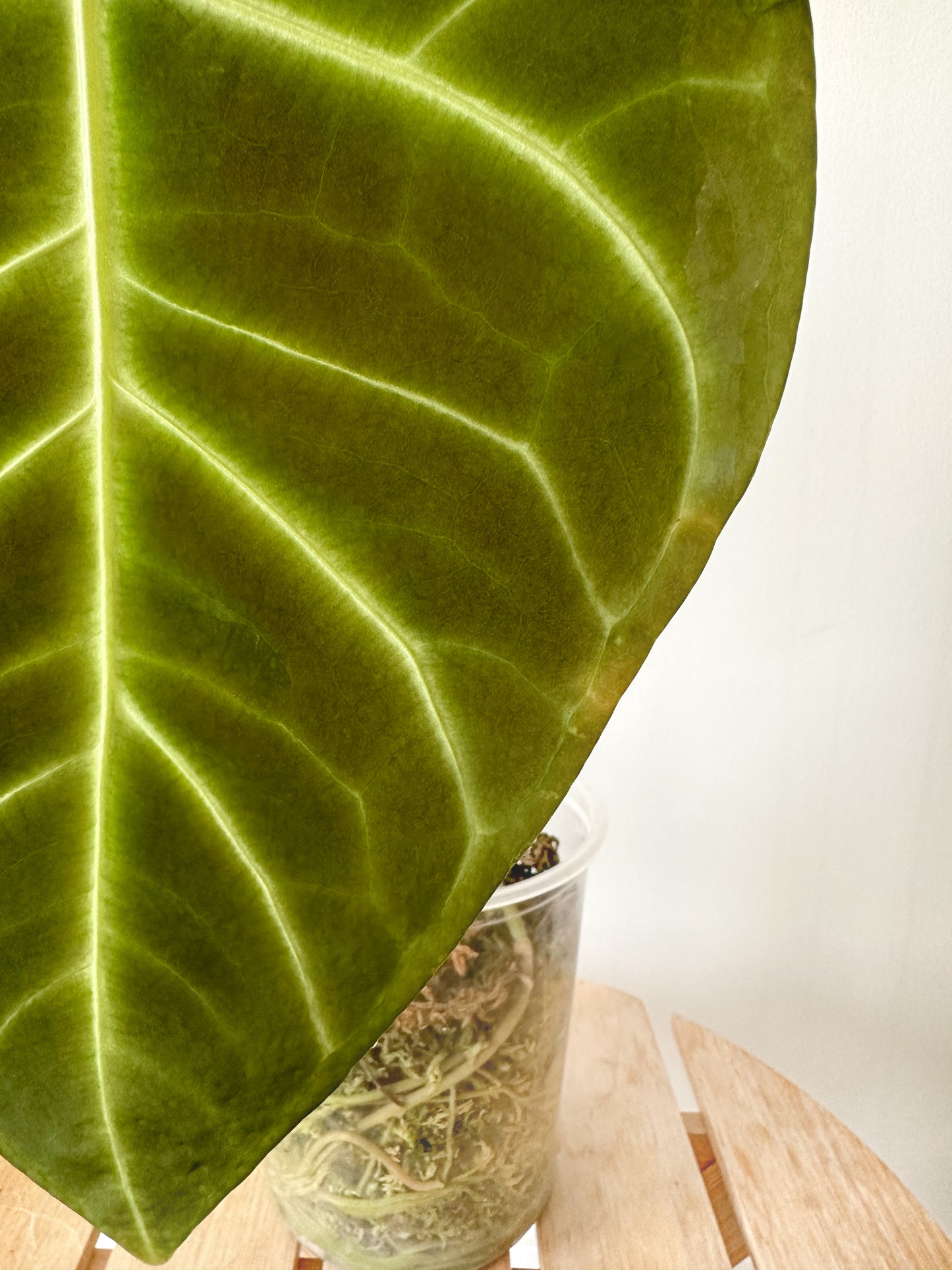Anthurium Regale