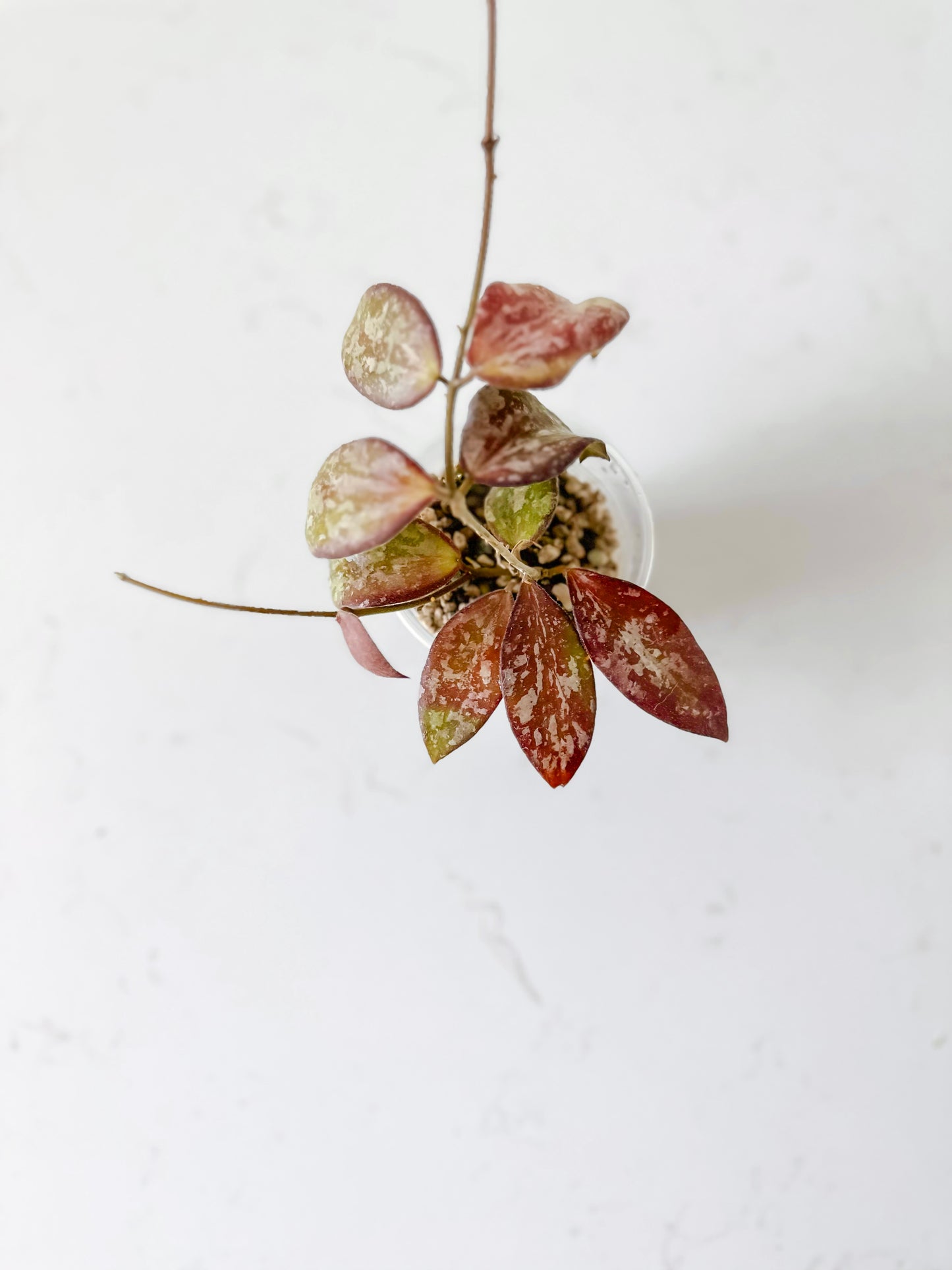 Hoya sp from Indonesia