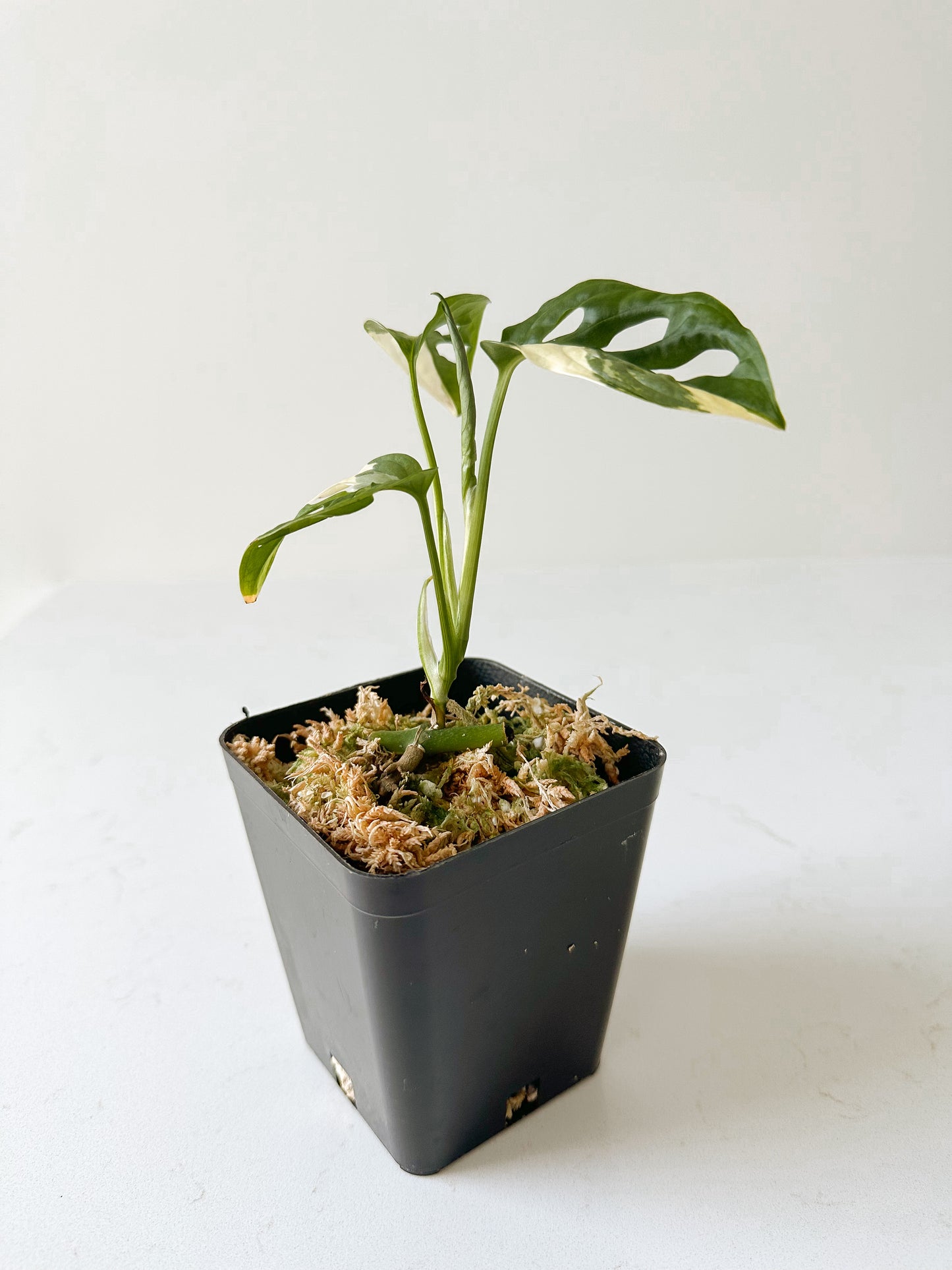 Monstera Adansonii variegated (tricolor)