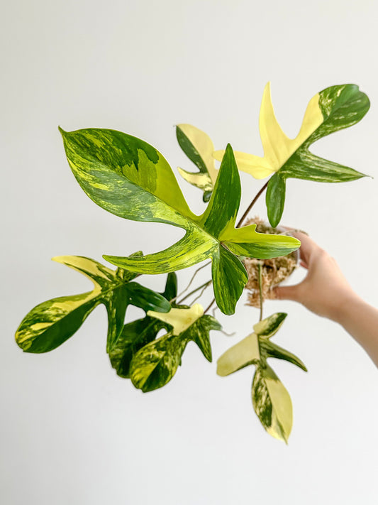 Philodenron Florida Beauty