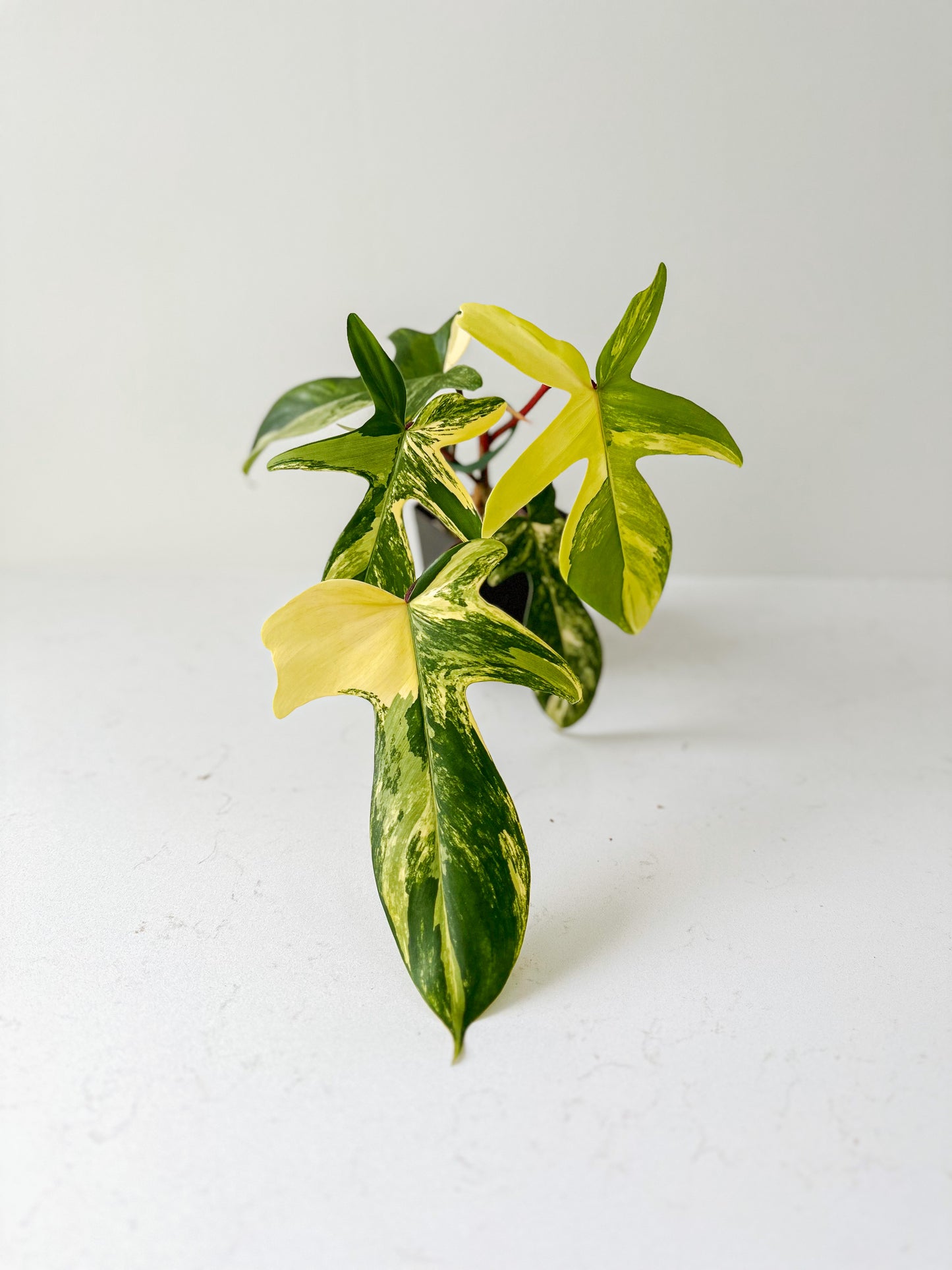 Philodendron Florida Beauty