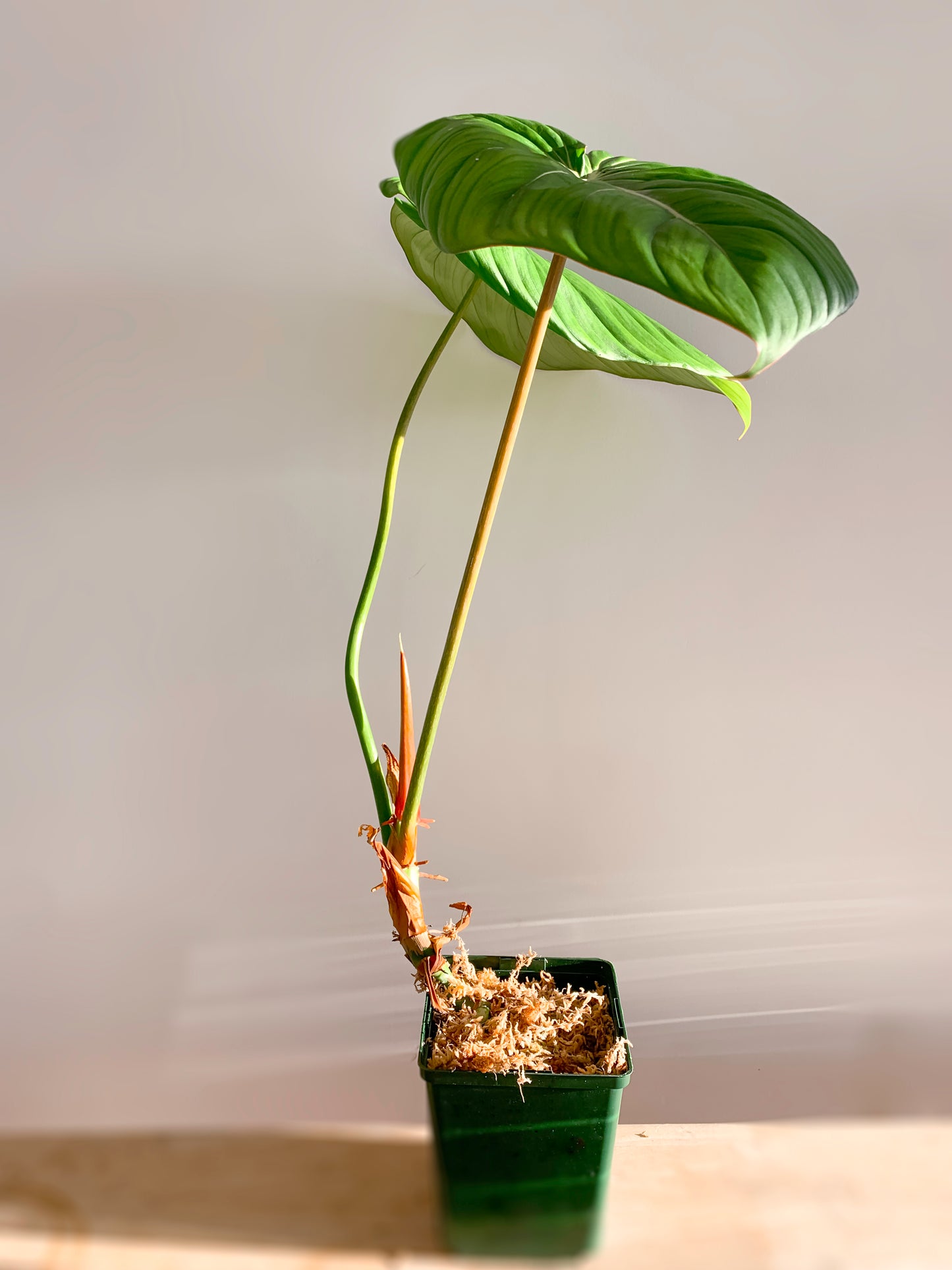 Philodendron Dean Mcdowell (large)