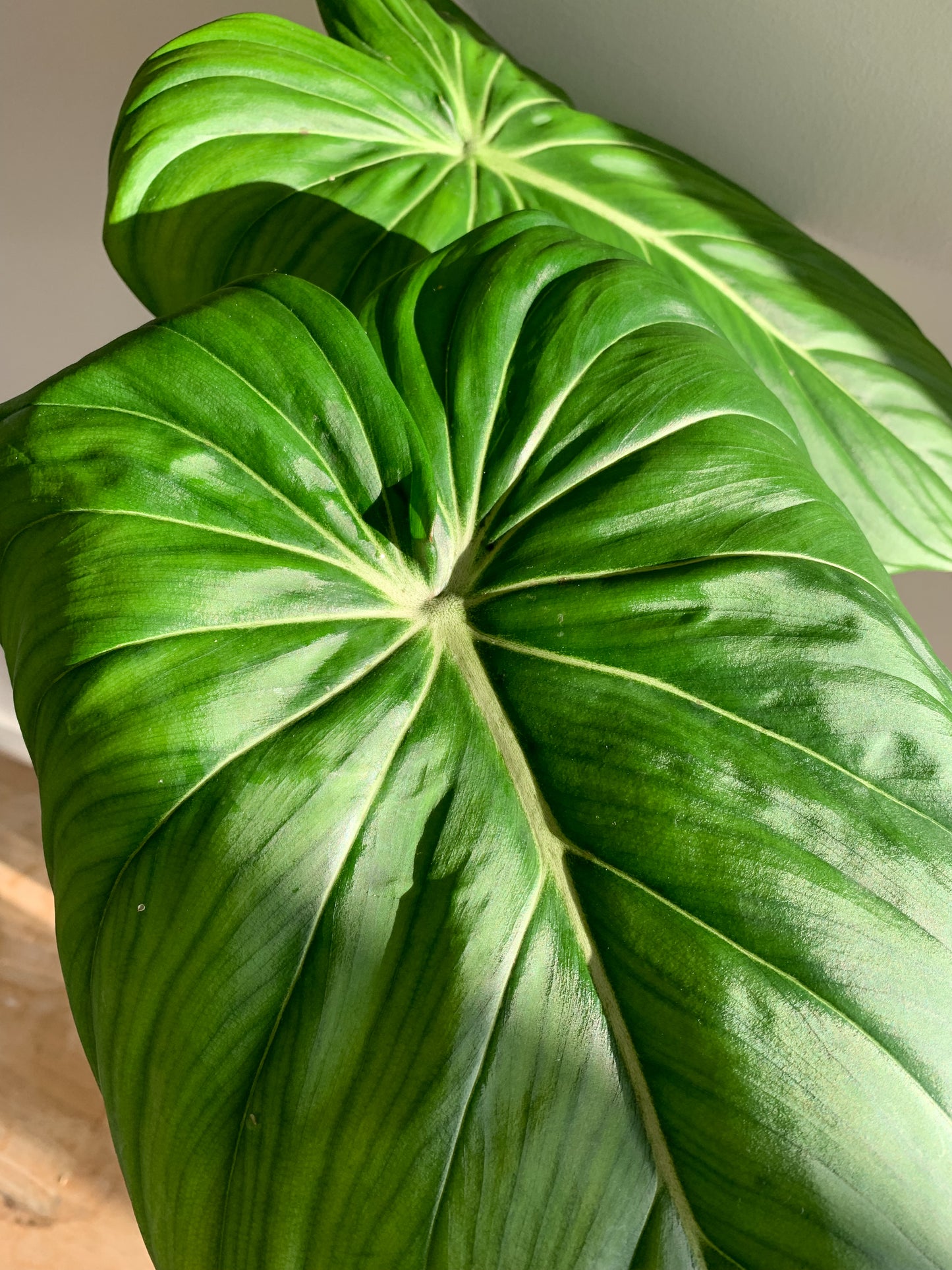 Philodendron Dean Mcdowell (large)