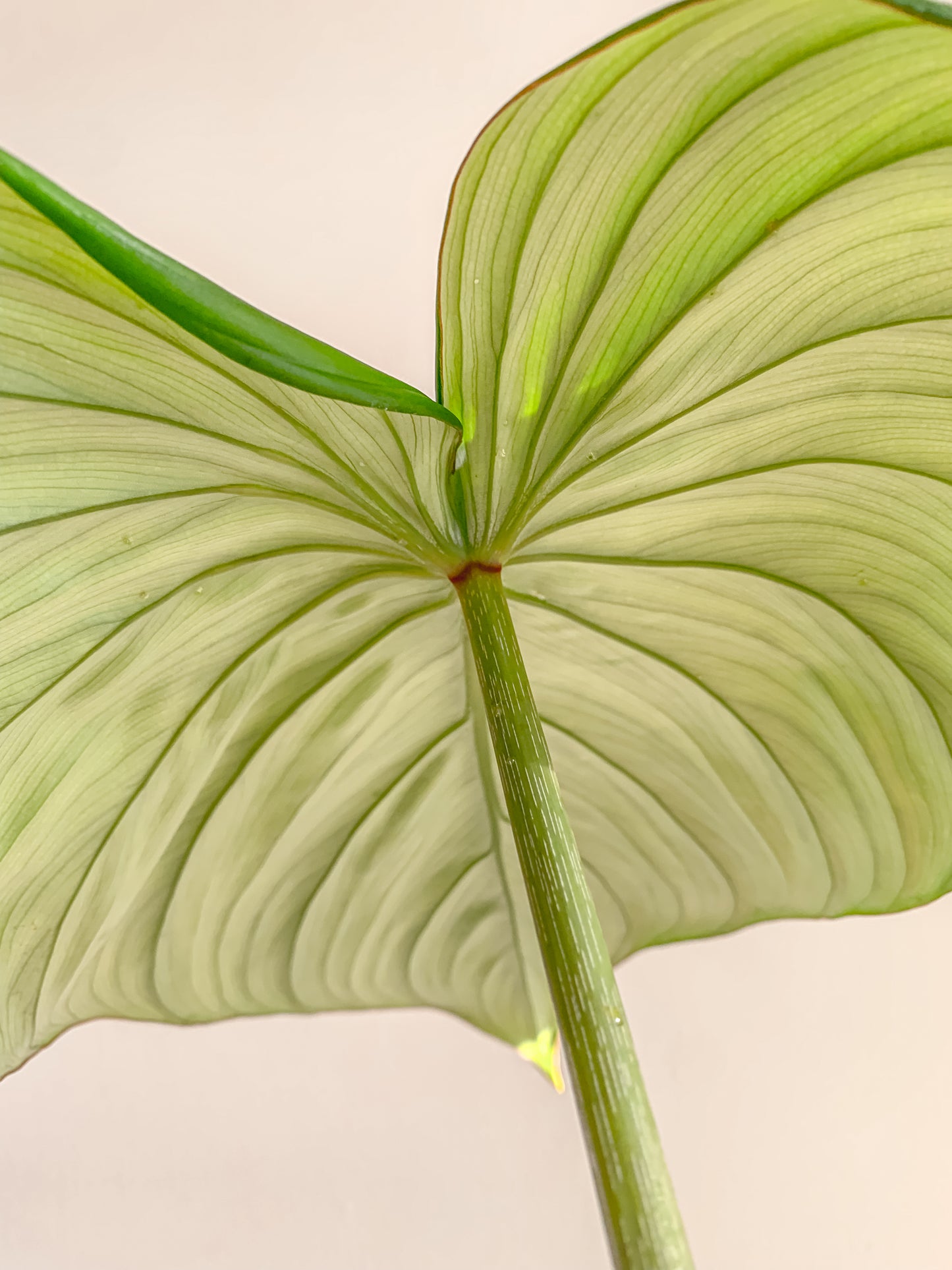 Philodendron Dean Mcdowell (large)